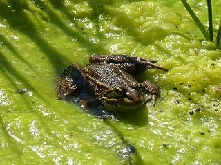 Algen im Teich