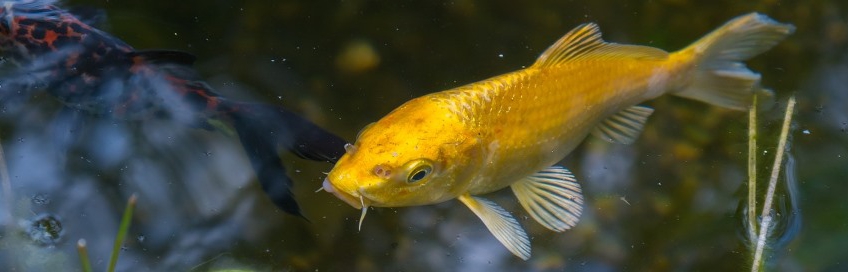 Koiteich anlegen ⇒ Infos und praktische Tipps vom Teichprofi