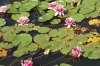 Den alten Gartenteich neu gestalten TeichProfi