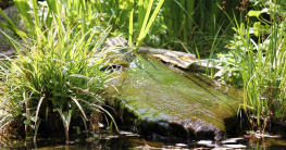 Mittel gegen Fadenalgen im Teich