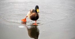 Ente im Winter auf einem Teich