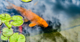 Für den Fisch ist jeder Teich ein Schwimmteich.