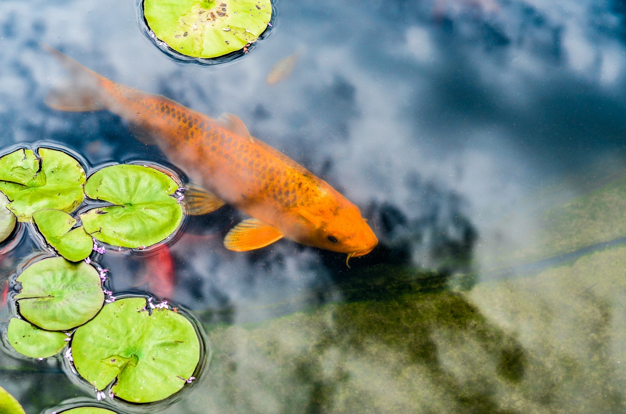 Für den Fisch ist jeder Teich ein Schwimmteich.