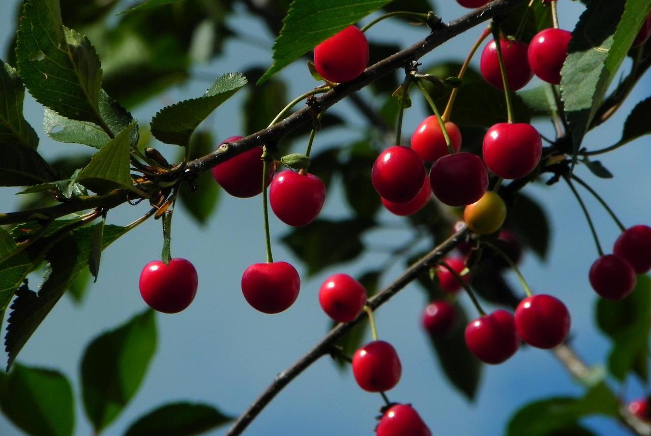 Obstnetz für Kirschen