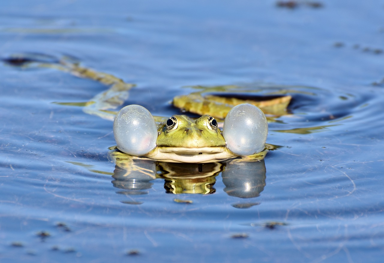 Mikroorganismen im Teich