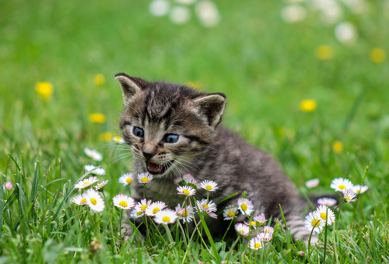 Katze im Garten