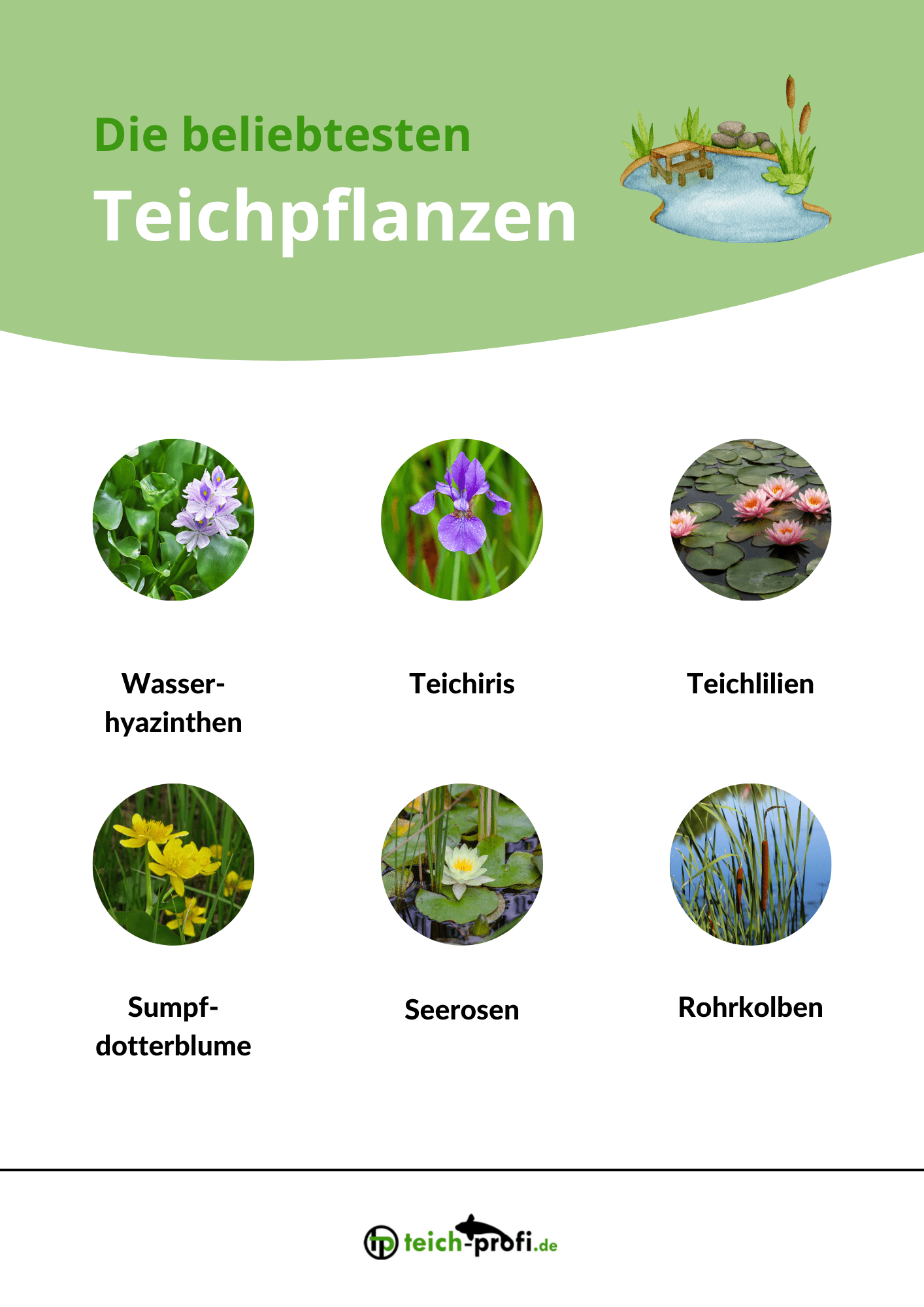 Teichpflanzen Infografik