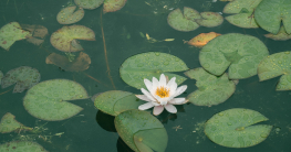 Ein schöner Teich braucht viel Liebe und Pflege.