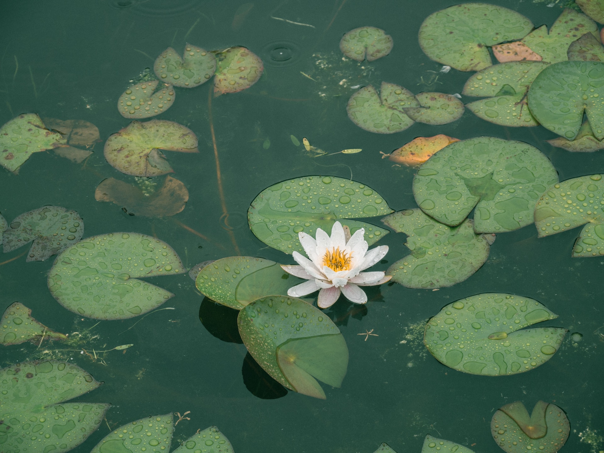 Ein schöner Teich braucht viel Liebe und Pflege.