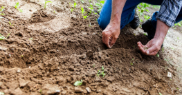 Zusammenhang zwischen Berufsunfähigkeitsversicherung und Gartenarbeit